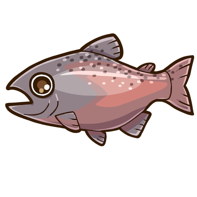 a salmon